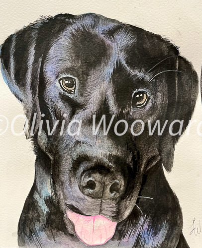 A watercolor of a black lab
